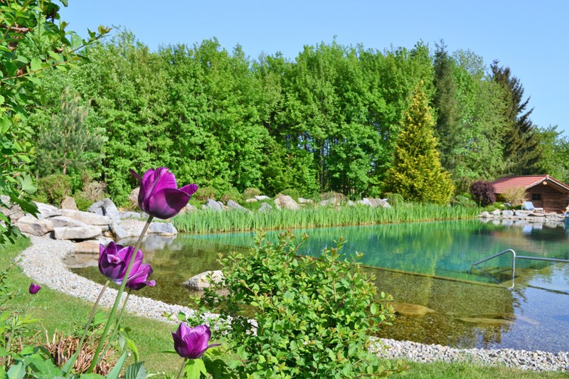Teich